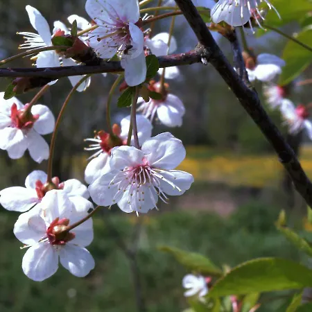 Haus Schmidt Alt Bukow