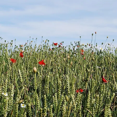Apartamento Haus Schmidt