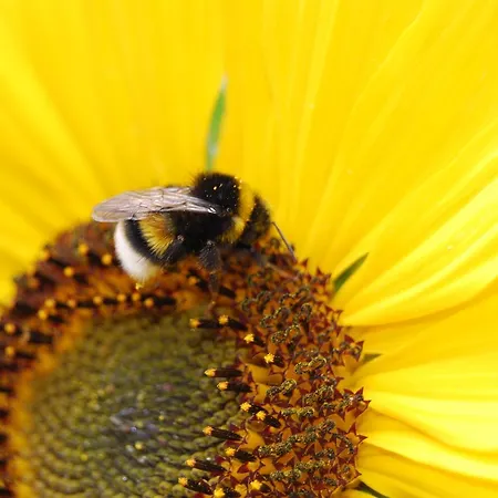 Haus Schmidt Alt Bukow